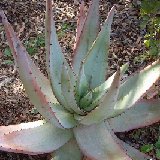 Aloe petricola (South Africa)